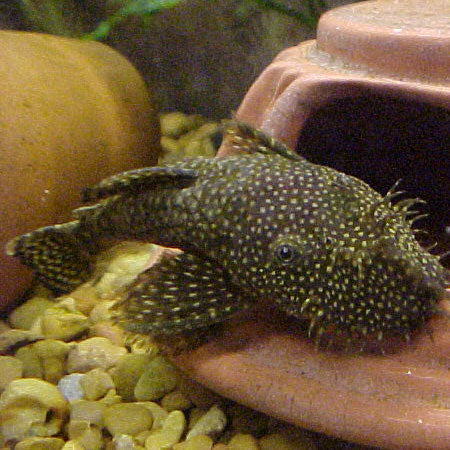 Brown Bristlenose 5-8cm £9.95 Tropical Supplies North East