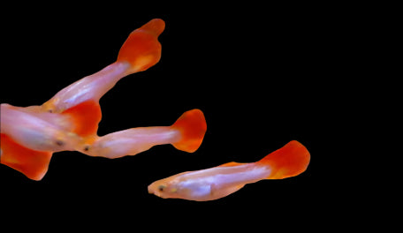 Bueno Vista Male Guppy 3cm