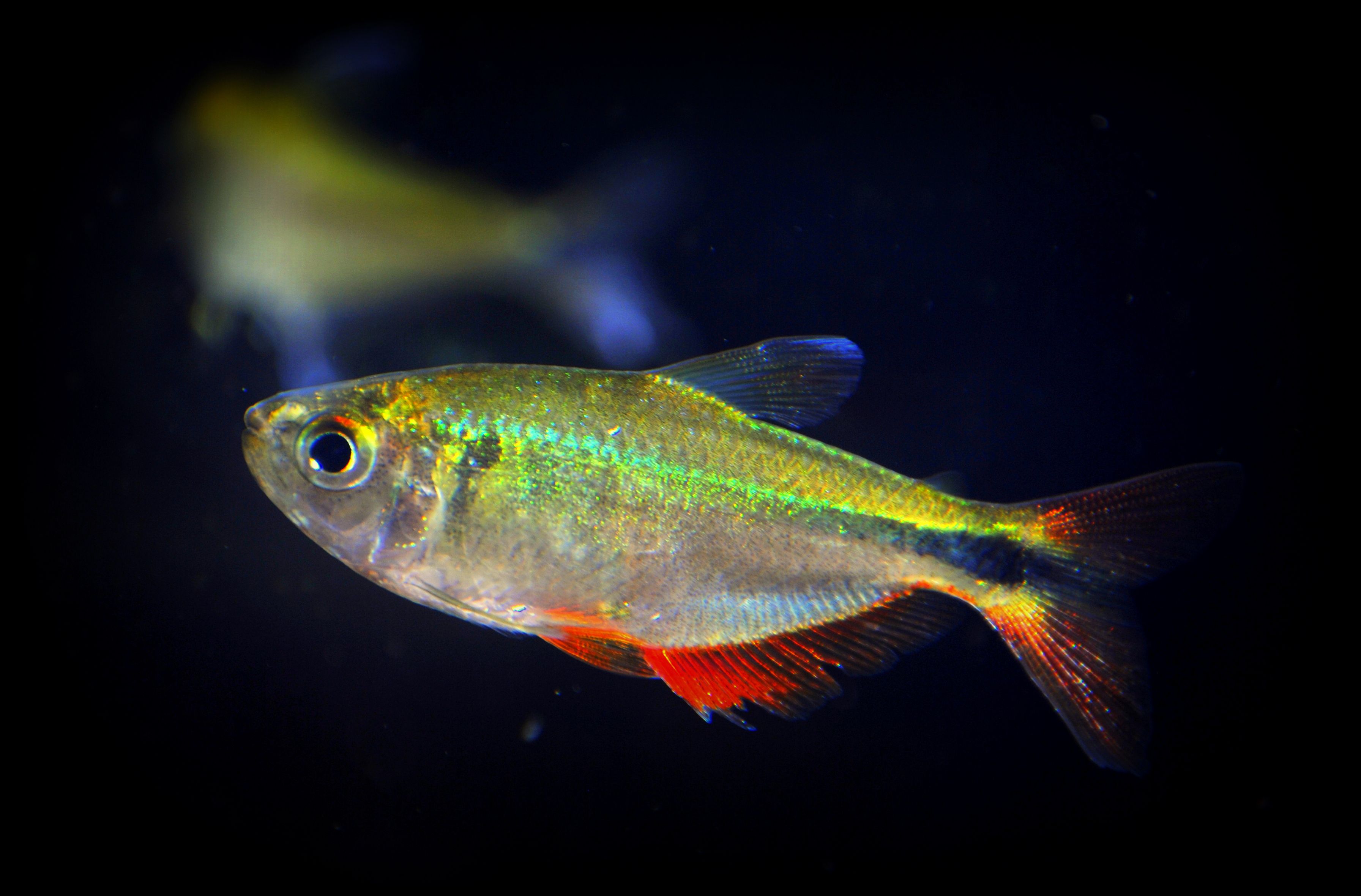 Bueno Aires Tetra 3cm