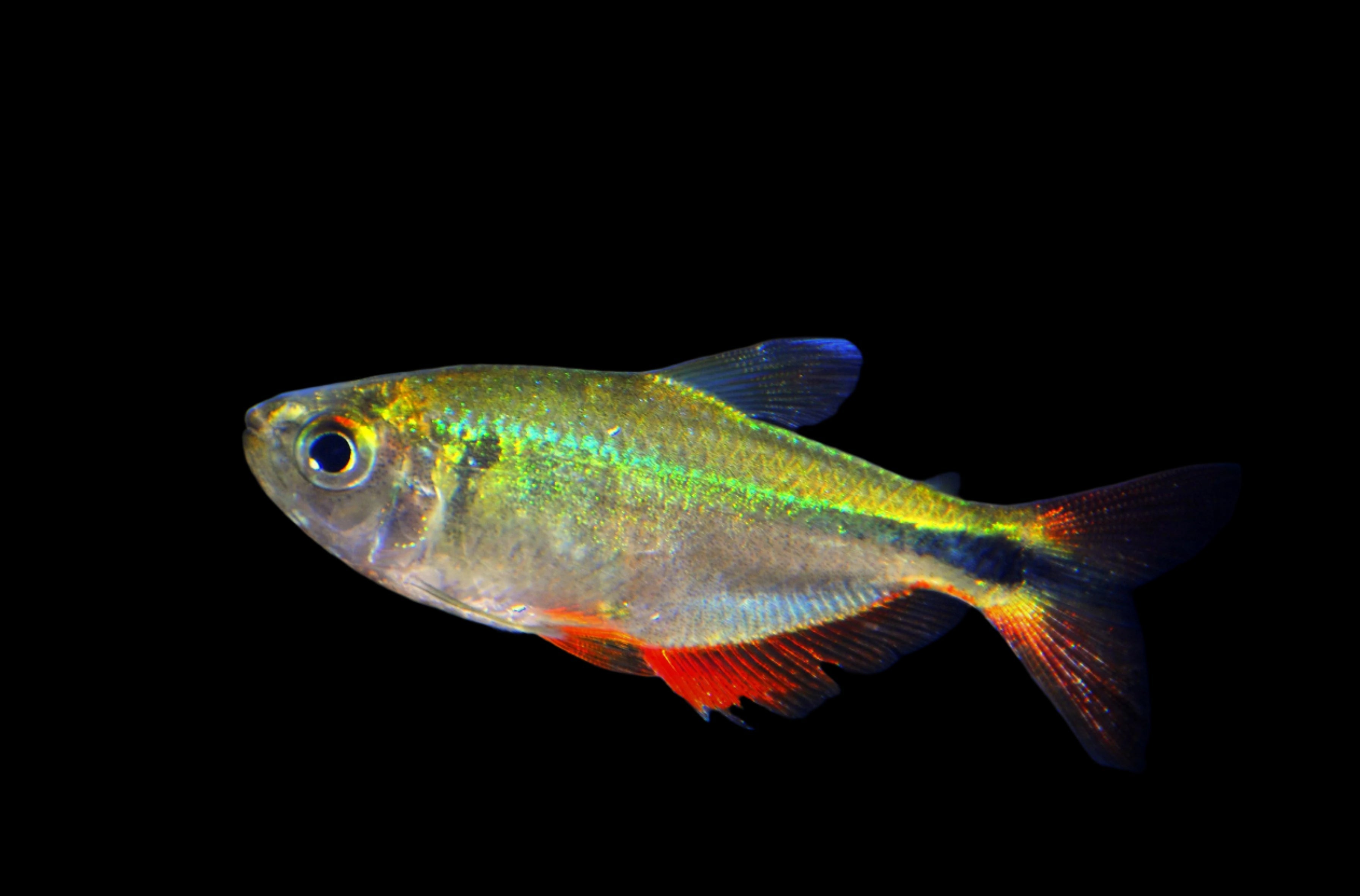 Bueno Aires Tetra 3cm - Tropical Supplies North East