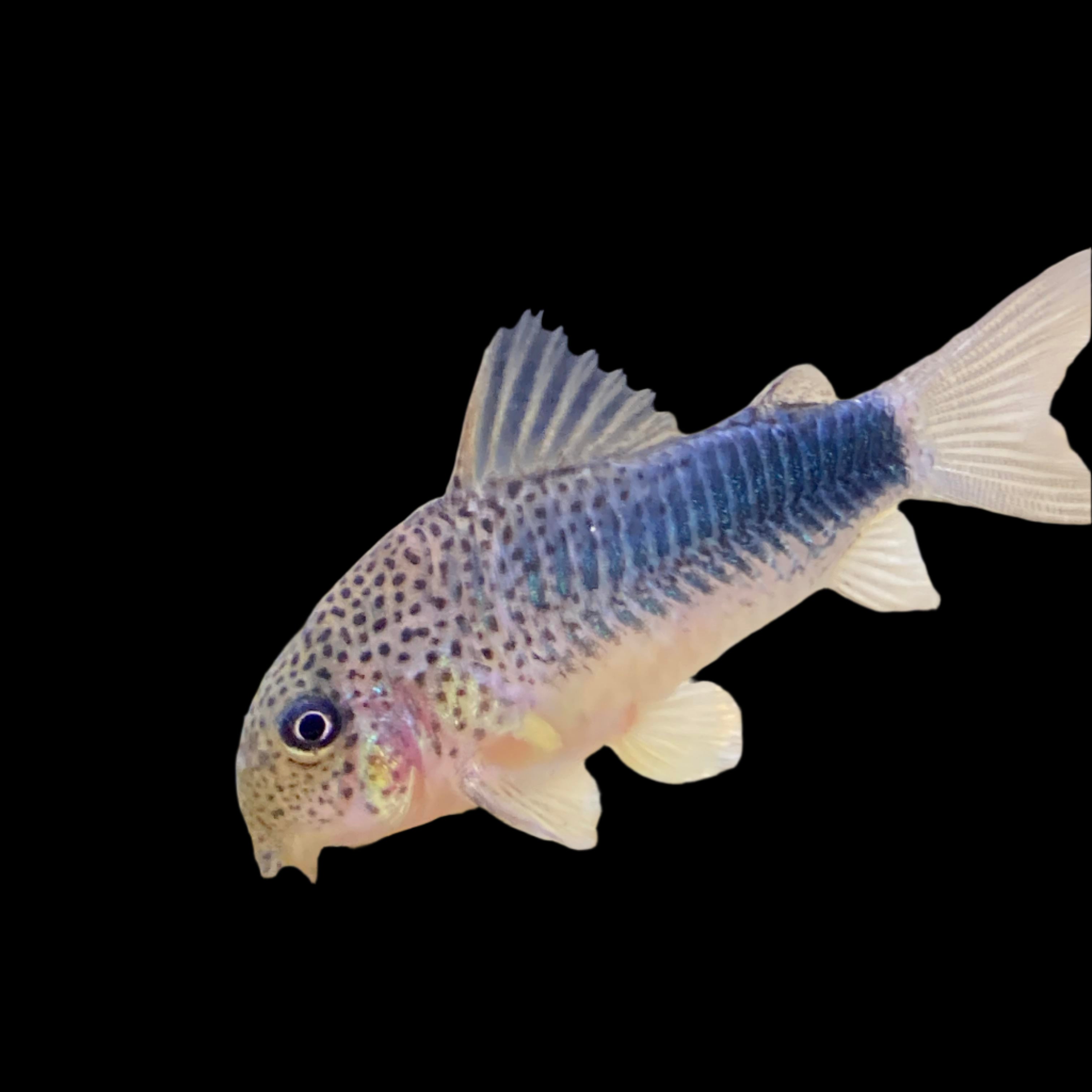 Corydoras Similis Violet 3cm
