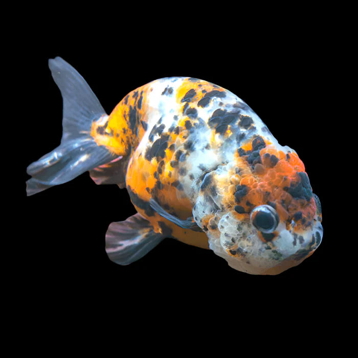 Lionhead Calico Ranchu 4’’ fancy