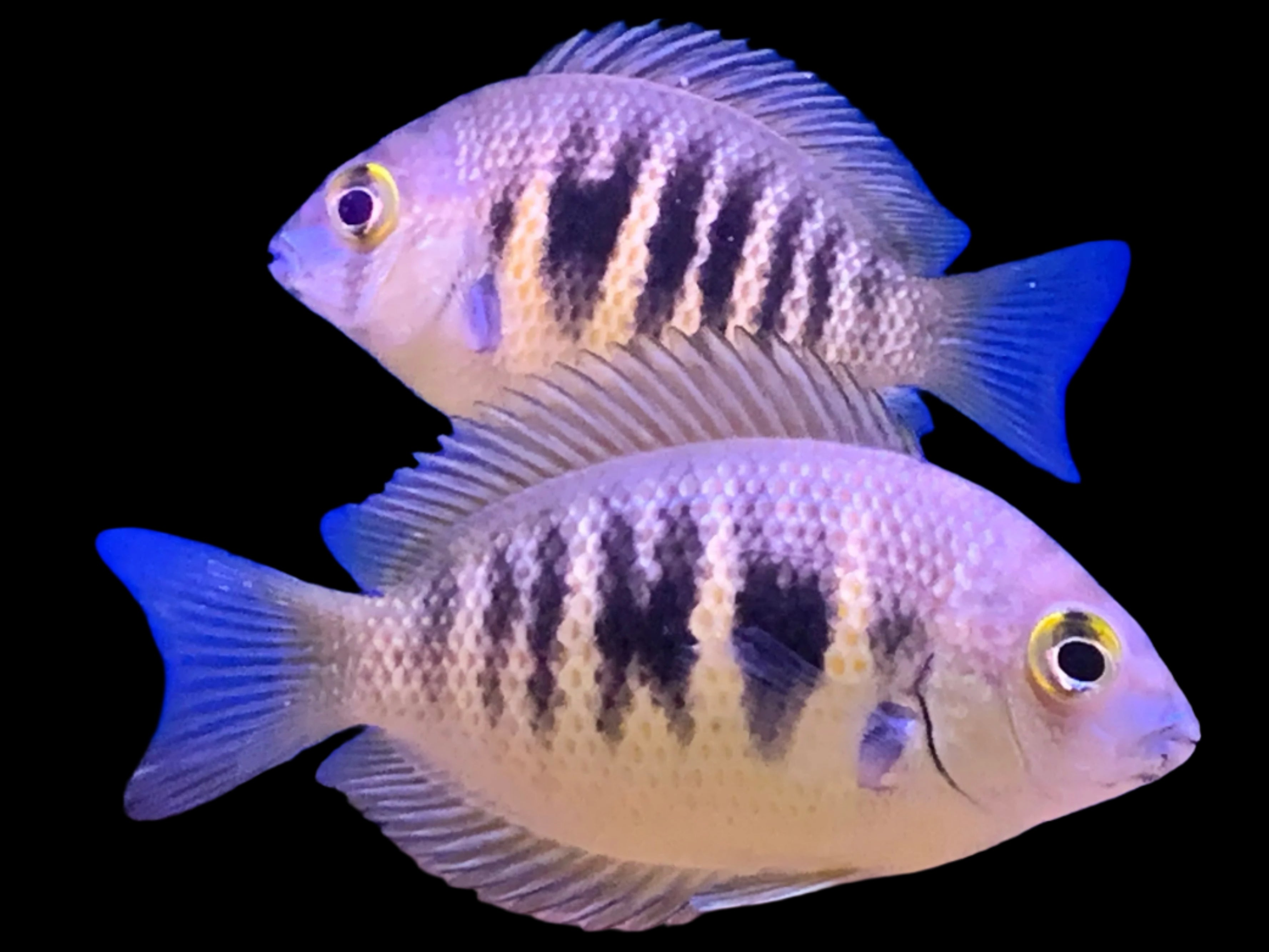 Canara Pearlspot Cichlid 5-6cm