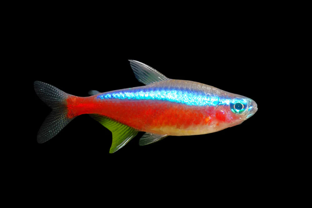 Cardinal Tetra 2cm - Tropical Supplies North East
