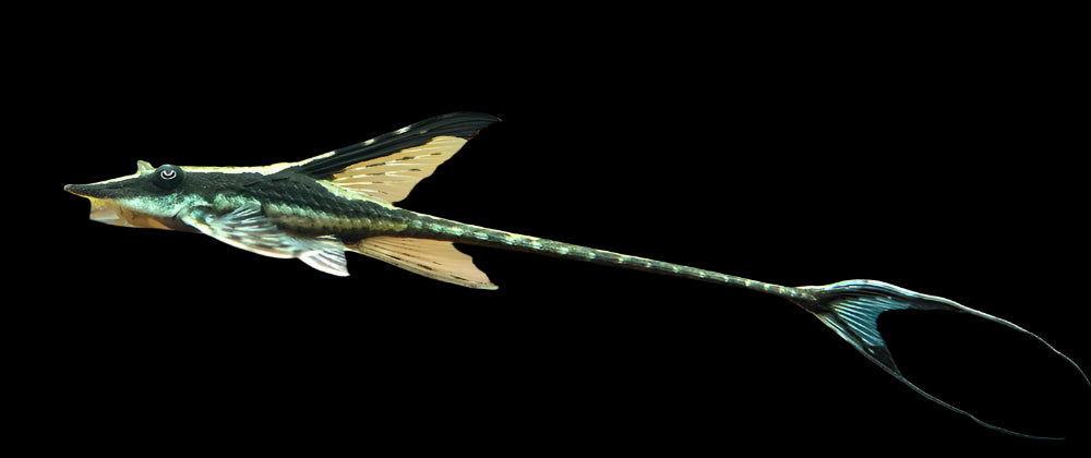 Royal Farlowella Whiptail 12-15cm