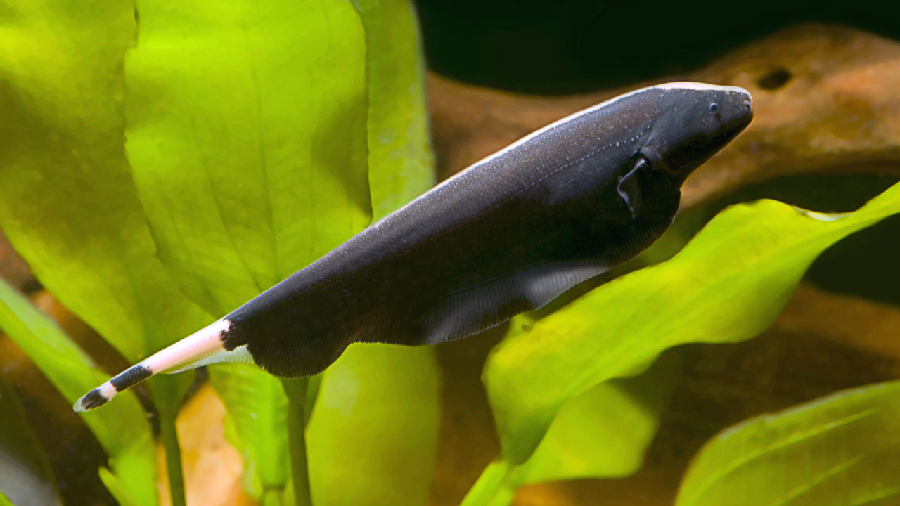 Black Ghost Knife Fish 9-10cm