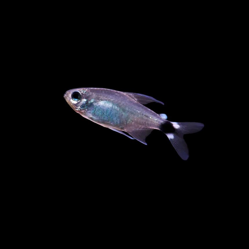Reed Tetra 3-4cm