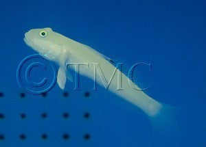 Chalk Goby - West Ind Ocean LRG