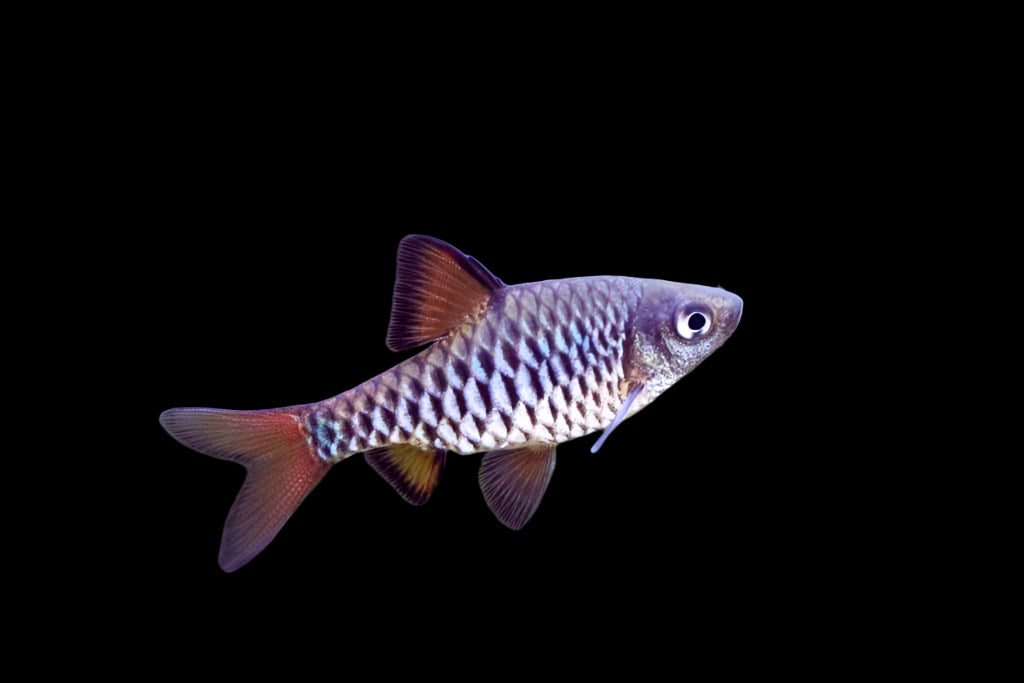 Chequer Barb 3-4cm