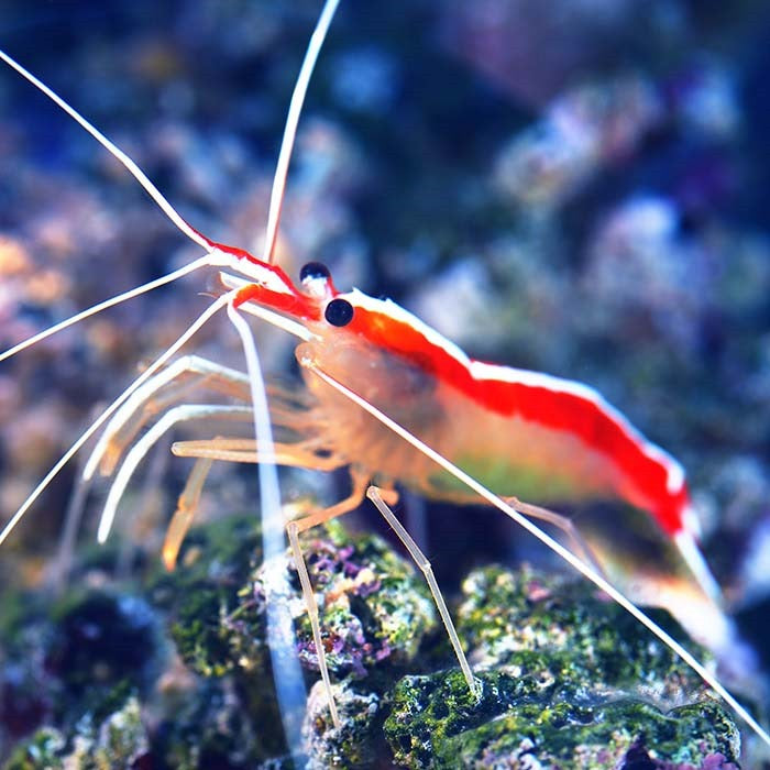 Cleaner Shrimp SML
