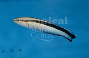 Cleaner Wrasse MED