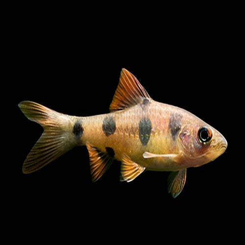Clown Barb 5-6cm