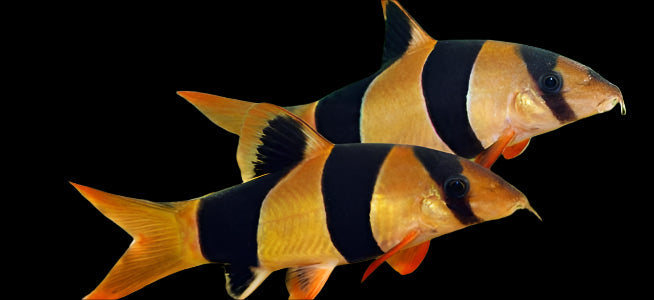 Clown Loach 6-7cm - Tropical Supplies North East