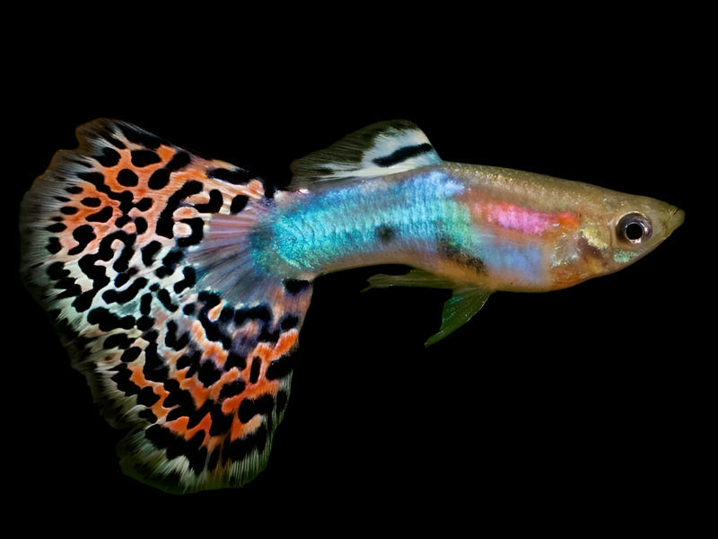 Blue/Red Variegated Guppy 3.5cm