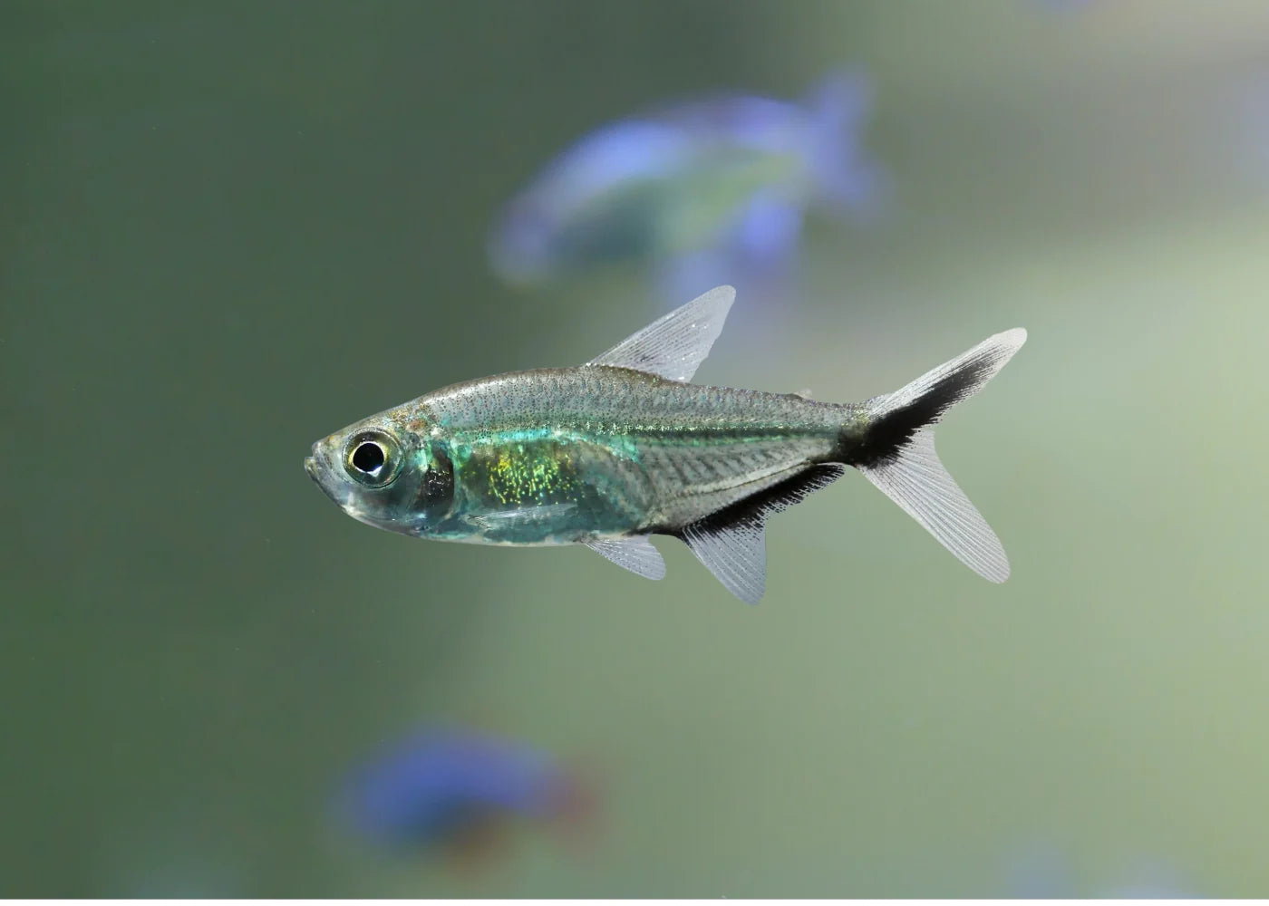 Black Line Tetra 4cm (costae tetra)