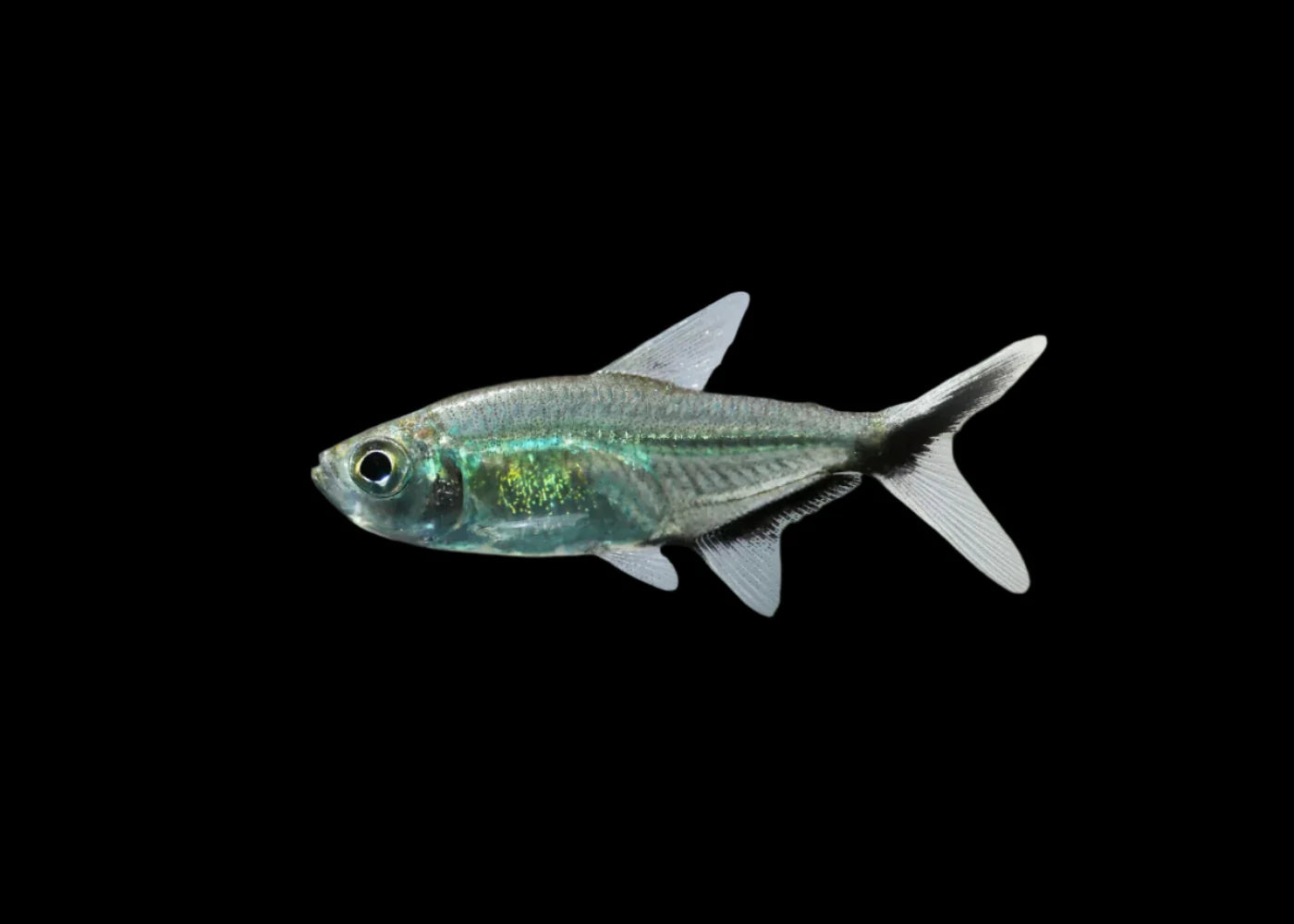 Black Line Tetra 4cm (costae tetra) - Tropical Supplies North East