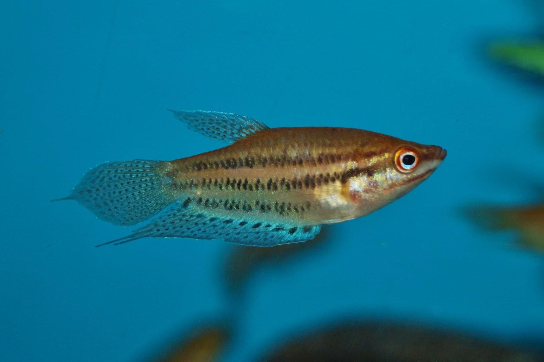 Croaking Gourami 5-6cm