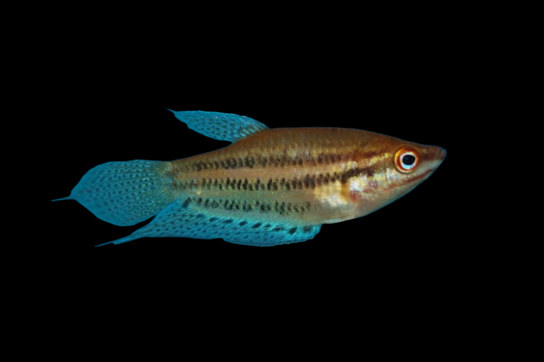 Croaking Gourami 5-6cm - Tropical Supplies North East