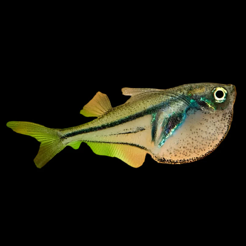 Pygmy Hatchet Fish 2cm tetra fish