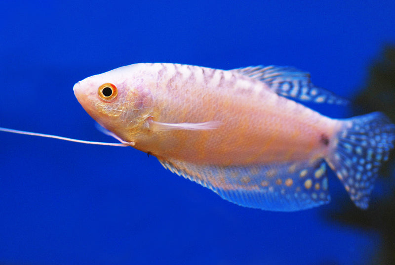 Platinum White Gourami 6-7cm - Tropical Supplies North East