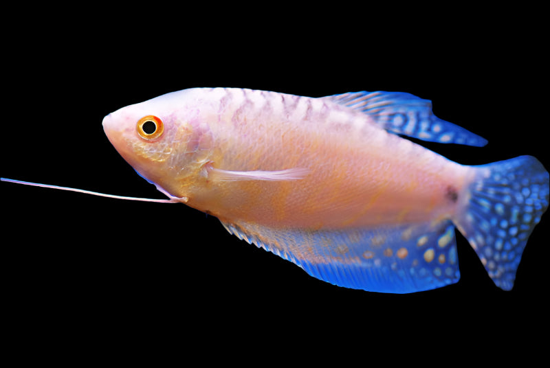 Platinum White Gourami 6-7cm - Tropical Supplies North East