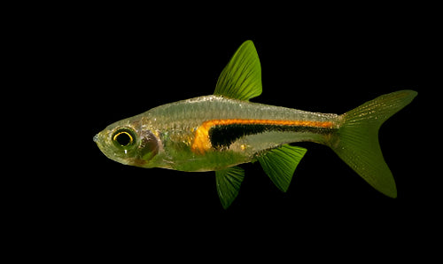 Glowlight Rasbora 2.5cm