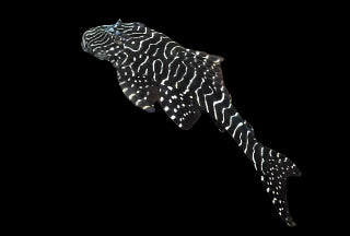 Tigrinis L257 5-8cm - Tropical Supplies North East