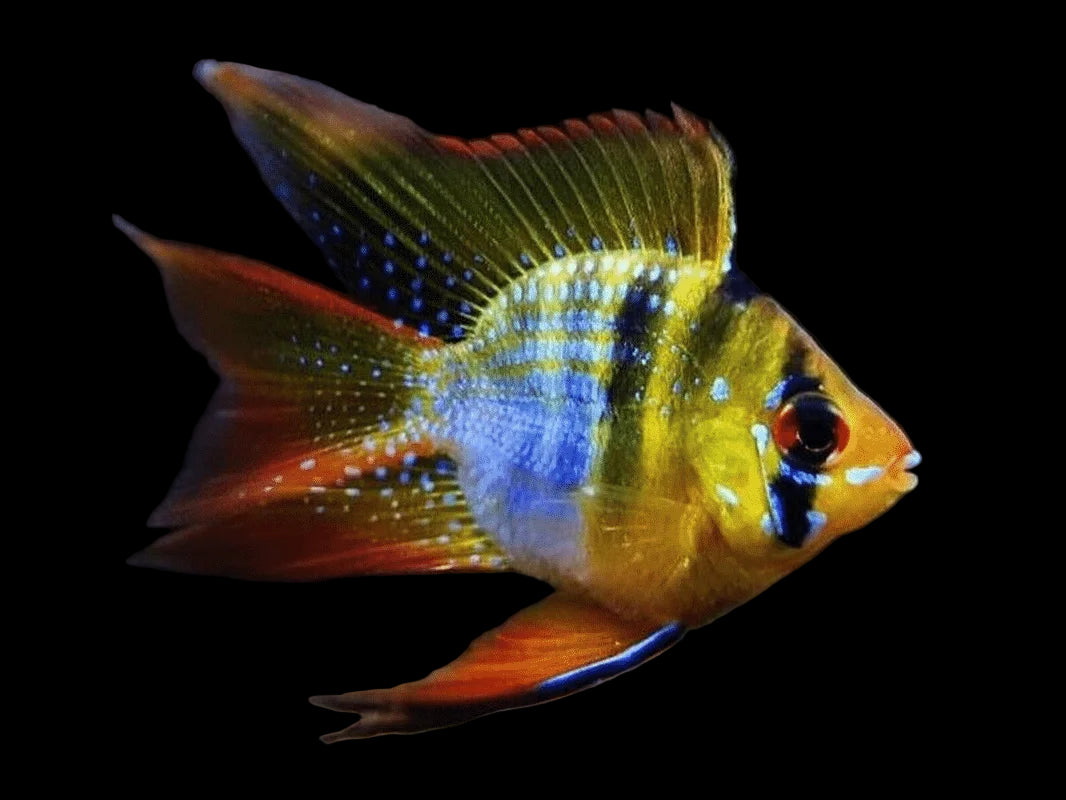 German Balloon Ram 4cm