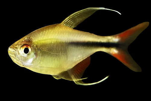 Phoenix Tetra 3cm tetra fish