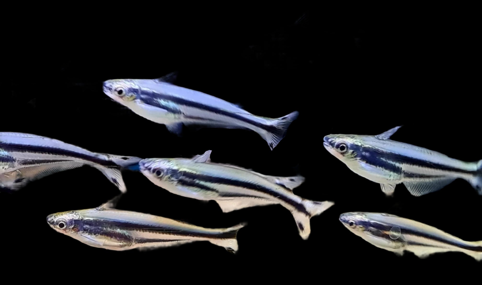 Debauwi African Catfish 4-5cm