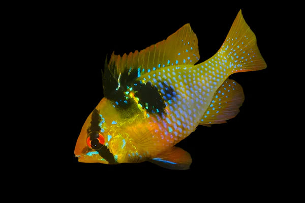 Brasil Ram 4cm south america