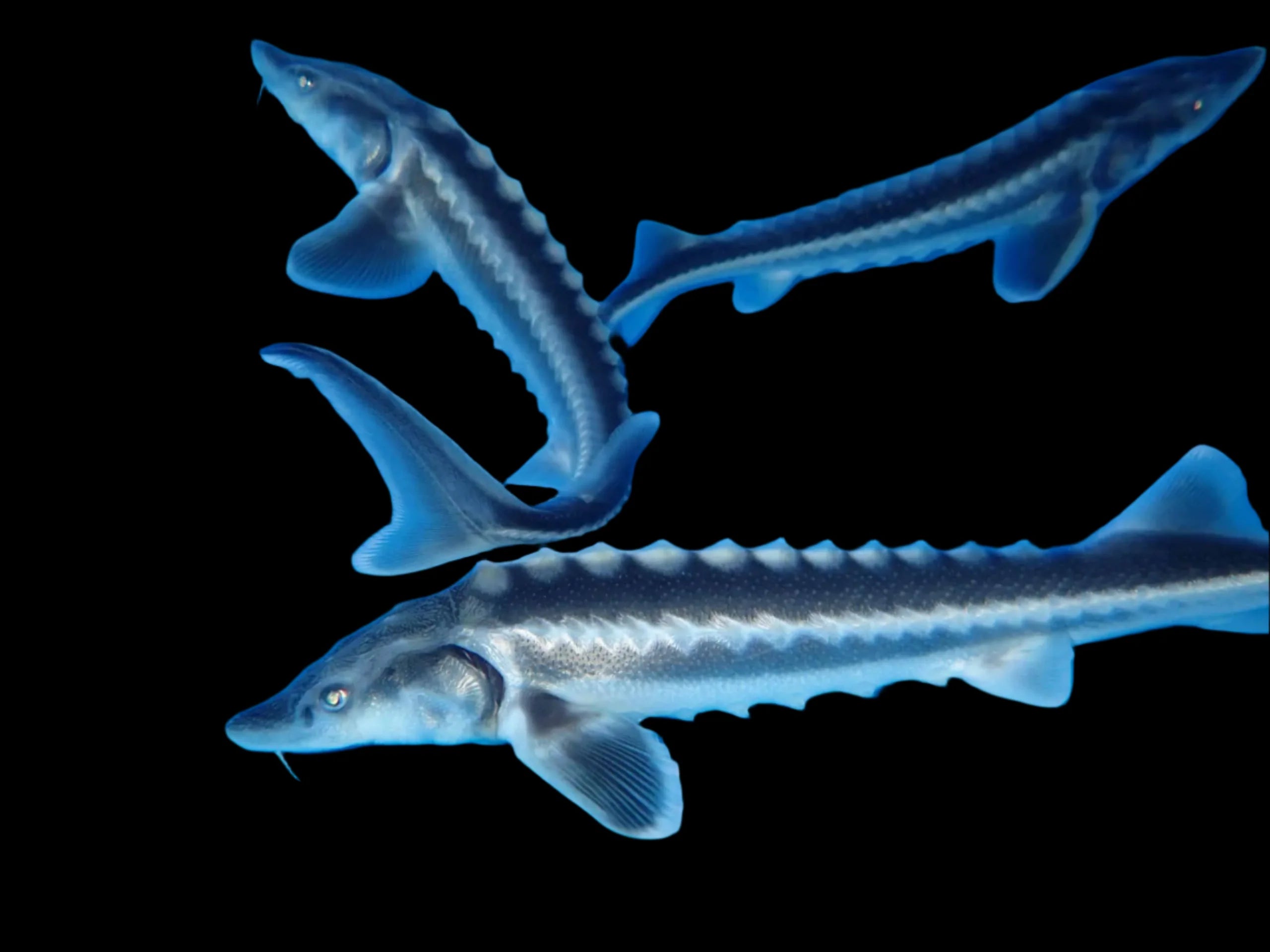 Diamond Sturgeon sturgeon