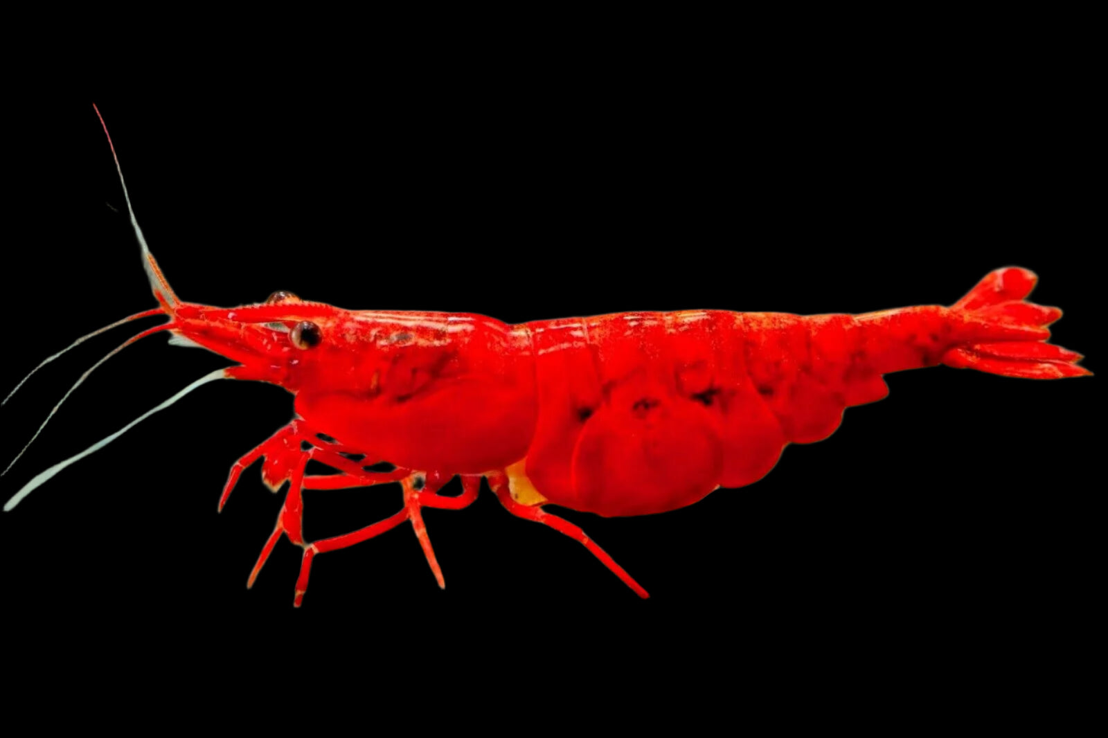 Bloody Mary Shrimp 2cm