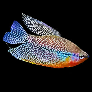 Pearl Gourami 6-7cm - Tropical Supplies North East