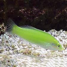Jade Wrasse SML