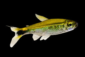 Costello Tetra 3cm - Tropical Supplies North East