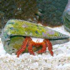 Halloween Hermit Crab MED