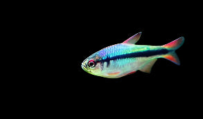 Imperial Blue Lapis Tetra 3cm - Tropical Supplies North East