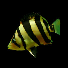 Datnoid (tiger fish) 5-6cm - Tropical Supplies North East