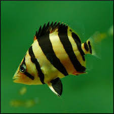 Datnoid (tiger fish) 5-6cm - Tropical Supplies North East