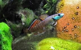 Rainbow Goby Males 7-9cm - Tropical Supplies North East