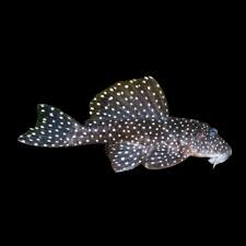 L004 Angelicus Pleco 7cm