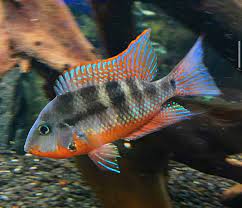 Firemouth Cichlid 3-4cm