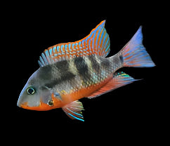 Firemouth Cichlid 3-4cm - Tropical Supplies North East