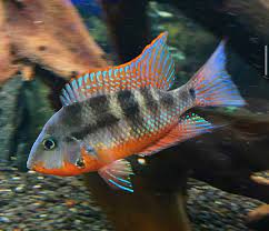 Firemouth Cichlid 3-4cm - Tropical Supplies North East