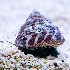 Turbo Snail SML