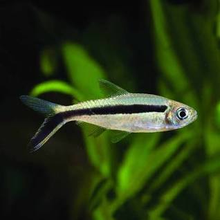 Penguin Tetra 2.5cm