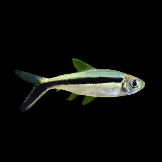 Penguin Tetra 2.5cm - Tropical Supplies North East