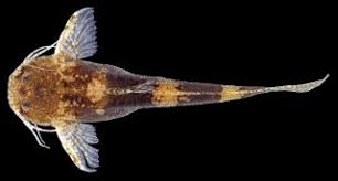 Malayan Minicat (akysis microps) - Tropical Supplies North East