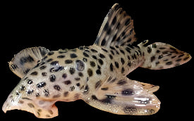 Golden Vampire Pleco L172 8-10cm - Tropical Supplies North East